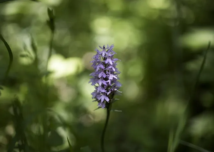 Tatil Evi Waldresort *